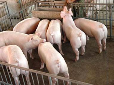 養(yǎng)殖場廢水檢測 養(yǎng)殖場廢水檢測